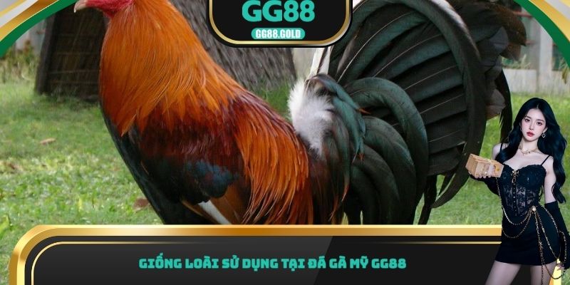 Giống loài sử dụng tại đá gà Mỹ GG88